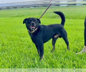 Labrador Retriever-Pekingese Mix Dogs for adoption in New Orleans, LA, USA