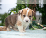 Small Photo #38 Pembroke Welsh Corgi Puppy For Sale in NEW CONCORD, OH, USA