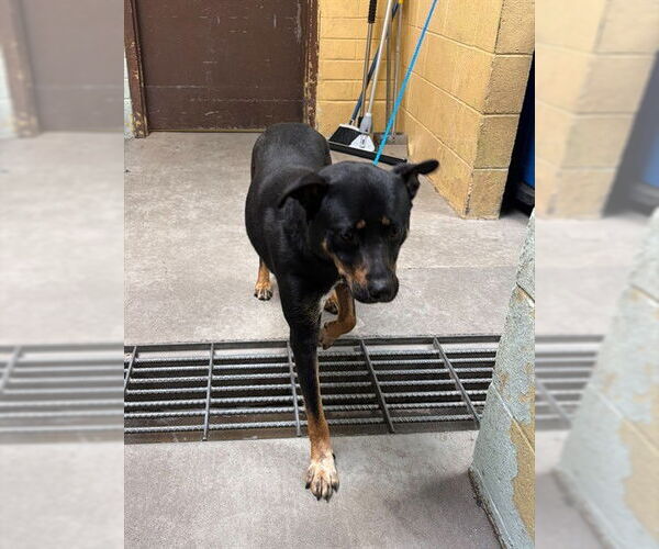 Medium Photo #1 Rottweiler Puppy For Sale in Stockton, CA, USA