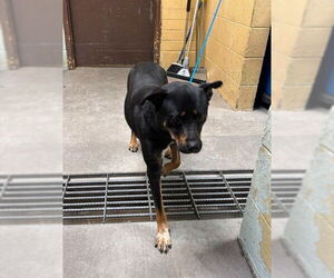 Rottweiler Dogs for adoption in Stockton, CA, USA