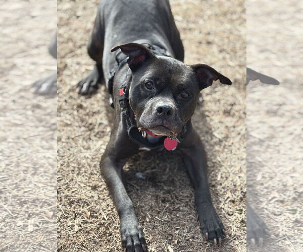 Medium Photo #1 American Pit Bull Terrier-Unknown Mix Puppy For Sale in Rockaway, NJ, USA