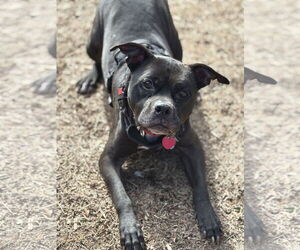 American Pit Bull Terrier-Unknown Mix Dogs for adoption in Rockaway, NJ, USA