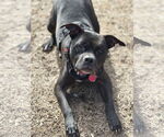 Small American Pit Bull Terrier Mix