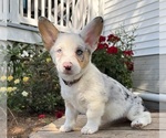 Small #4 Pembroke Welsh Corgi