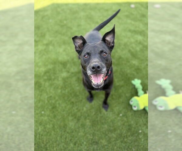 Medium Photo #4 Labrador Retriever Puppy For Sale in FRAMINGHAM, MA, USA