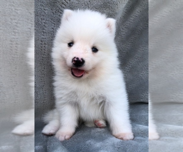 Medium Photo #1 Pomsky Puppy For Sale in SAVOY, MA, USA