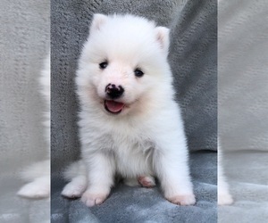 Pomsky Puppy for sale in SAVOY, MA, USA