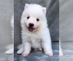 Image preview for Ad Listing. Nickname: Albus