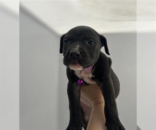 Medium Photo #1 German Shepherd Dog-Unknown Mix Puppy For Sale in Redlands, CA, USA