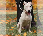 Small #6 American Pit Bull Terrier Mix