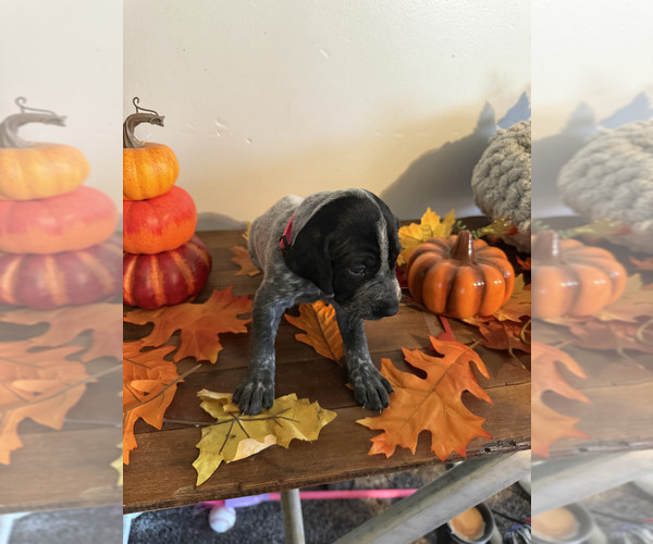 Medium Photo #17 German Shorthaired Pointer Puppy For Sale in GIVEN, WV, USA