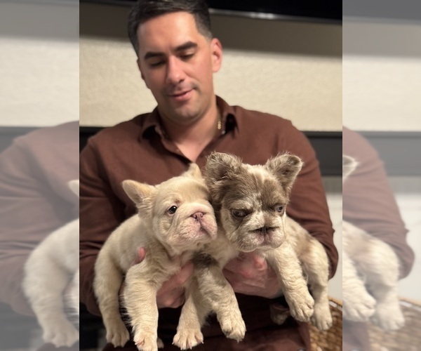 Medium Photo #2 French Bulldog Puppy For Sale in SAN DIEGO, CA, USA