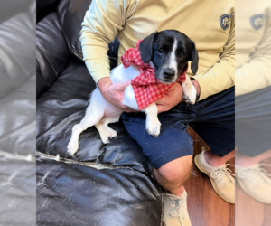 Dachshund-Unknown Mix Dogs for adoption in Mt. Laurel, NJ, USA