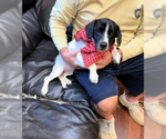 Small Dachshund Mix