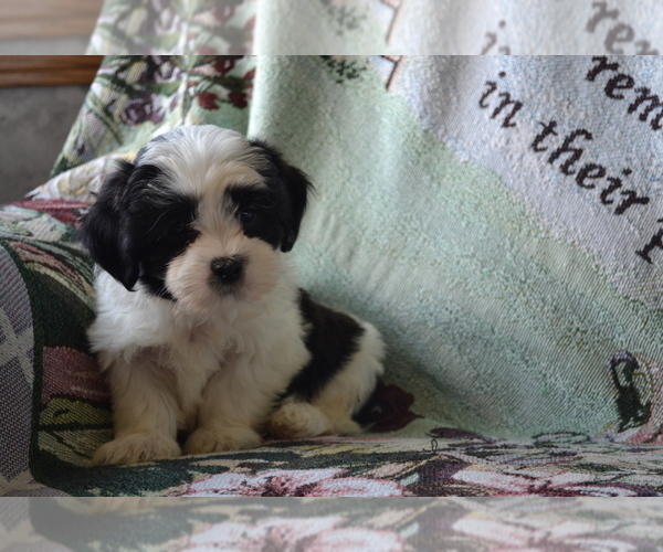 Medium Photo #12 Zuchon Puppy For Sale in GREENWOOD, WI, USA
