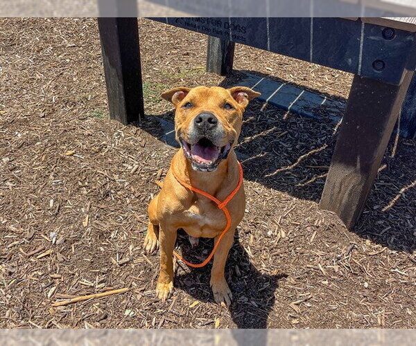 Medium Photo #2 Mutt Puppy For Sale in Orange, CA, USA