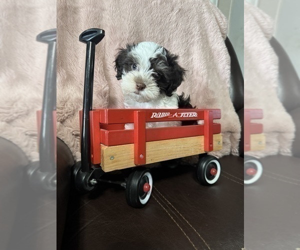 Medium Photo #4 Havanese Puppy For Sale in SATSUMA, FL, USA