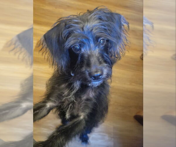 Medium Photo #3  Puppy For Sale in , 