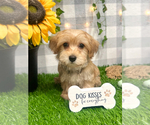 Small Photo #3 Morkie Puppy For Sale in MARIETTA, GA, USA