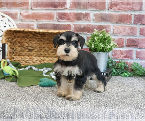 Schnauzer (Miniature) Puppy for sale in SYRACUSE, IN, USA