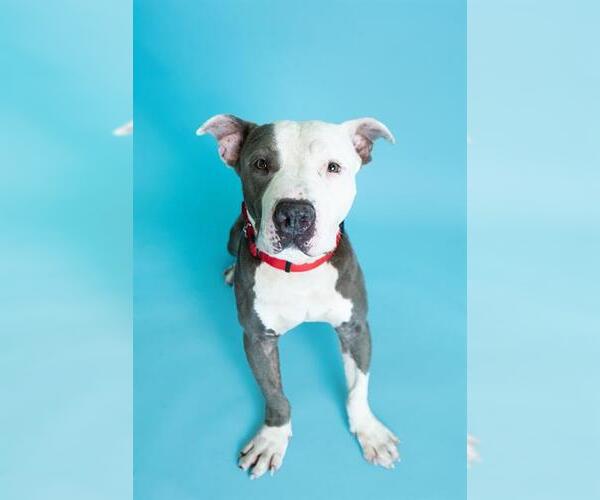 Medium Photo #3 American Staffordshire Terrier Puppy For Sale in Fort Lauderdale, FL, USA