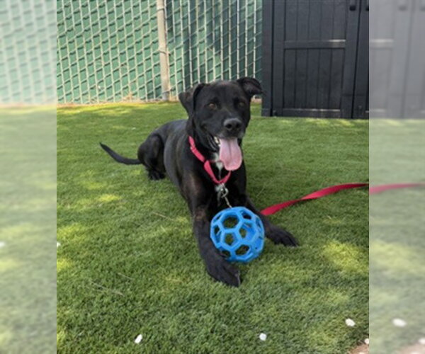 Medium Photo #2 Labrador Retriever-Unknown Mix Puppy For Sale in San Bernardino, CA, USA