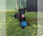 Small #1 Labrador Retriever Mix