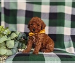 Small Photo #11 Poodle (Toy) Puppy For Sale in KINZERS, PA, USA