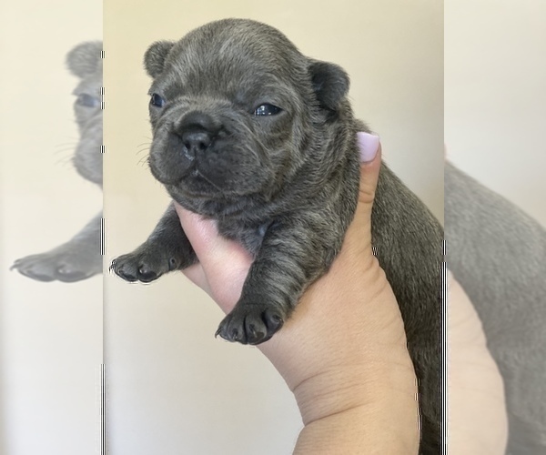 Medium Photo #2 French Bulldog Puppy For Sale in HAYWARD, CA, USA