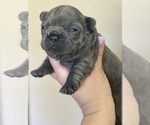 Small Photo #2 French Bulldog Puppy For Sale in HAYWARD, CA, USA