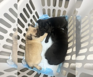 Pug Puppy for sale in UNION, SC, USA