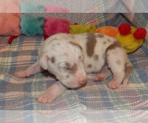 Medium Photo #25 Great Dane Puppy For Sale in SPRAGGS, PA, USA