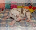 Small Photo #25 Great Dane Puppy For Sale in SPRAGGS, PA, USA