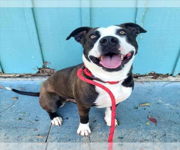 Medium Photo #3 American Pit Bull Terrier Puppy For Sale in Long Beach, CA, USA
