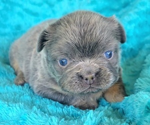 French Bulldog Puppy for Sale in LAS VEGAS, Nevada USA