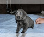 Puppy 7 Labrador Retriever