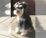 Small Photo #10 Schnauzer (Miniature) Puppy For Sale in TOLEDO, OH, USA