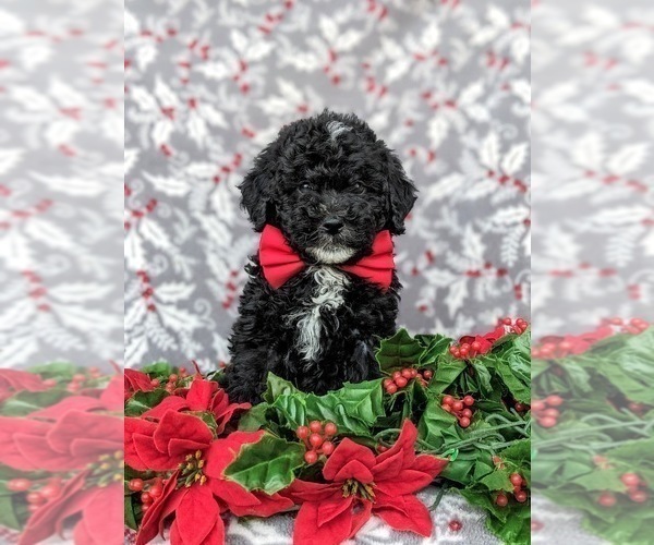 Medium Photo #3 Miniature Labradoodle Puppy For Sale in OXFORD, PA, USA
