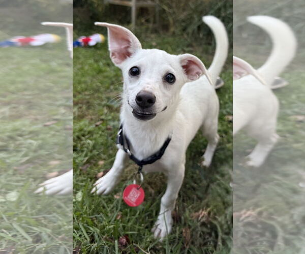 Medium Photo #3 Chiweenie Puppy For Sale in Wakefield, RI, USA