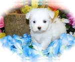Small Photo #3 Havanese Puppy For Sale in HAMMOND, IN, USA