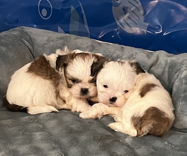 Medium Photo #1 Shih Tzu Puppy For Sale in TOPPENISH, WA, USA