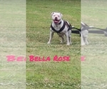 Small Photo #1 American Bulldog Puppy For Sale in BLACKSBURG, SC, USA