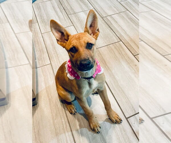 Medium Photo #3 Carolina Dog-Unknown Mix Puppy For Sale in Claremore, OK, USA
