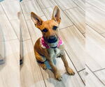Small #2 Carolina Dog Mix