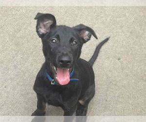 Rottweiler Dogs for adoption in Tulsa, OK, USA