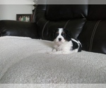 Small Photo #13 Cavalier King Charles Spaniel Puppy For Sale in HOWLAND, OH, USA