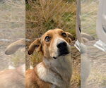 Small #3 Red Heeler Mix
