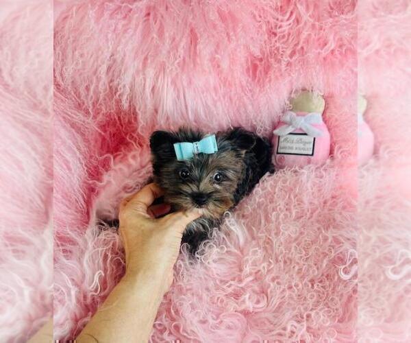 Medium Photo #2 Yorkshire Terrier Puppy For Sale in NEW YORK, NY, USA