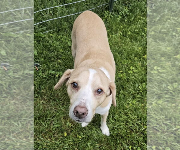 Medium Photo #4 Labrador Retriever-Unknown Mix Puppy For Sale in Germantown, OH, USA