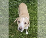 Small #3 Labrador Retriever Mix